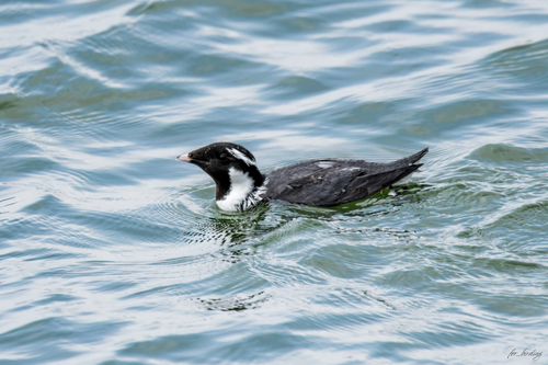 Ancient Murrelet