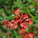 Flowering Quinces - Photo (c) LUPRA, all rights reserved, uploaded by LUPRA