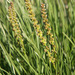 Slender Arrowgrass - Photo (c) Tig, all rights reserved, uploaded by Tig