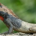 Farooq’s Garden Lizard - Photo (c) rohailhyatt, all rights reserved