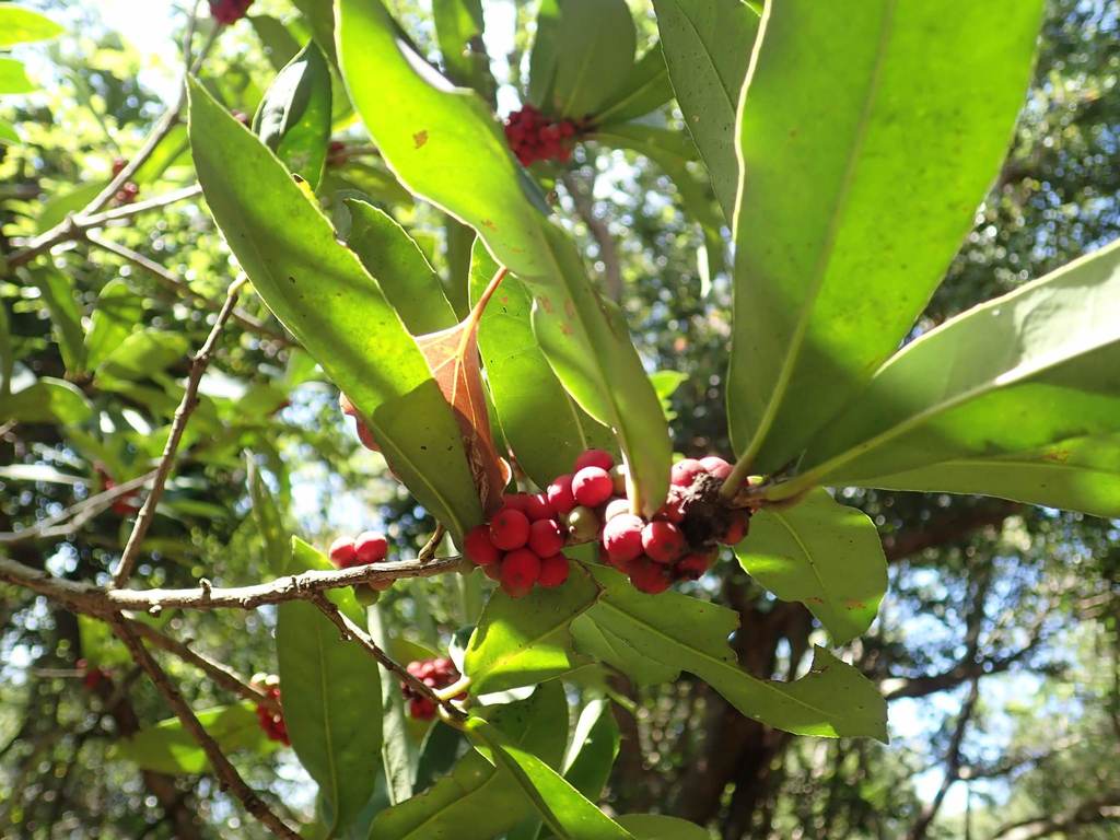 Ilex cinerea (Ilex cinerea)