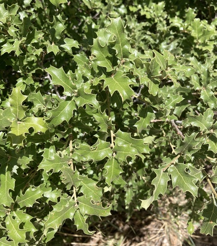 Pungent Oak