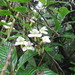 Dendrobium chameleon - Photo (c) Peter Quakenbush, all rights reserved, uploaded by Peter Quakenbush