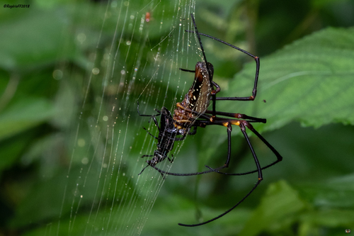Nephila constricta