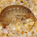 European Sand Hopper - Photo (c) Luis Lopes Silva, all rights reserved, uploaded by Luis Lopes Silva