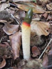 Mutinus caninus image