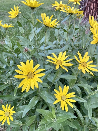 Helianthella uniflora