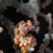 Observation photo