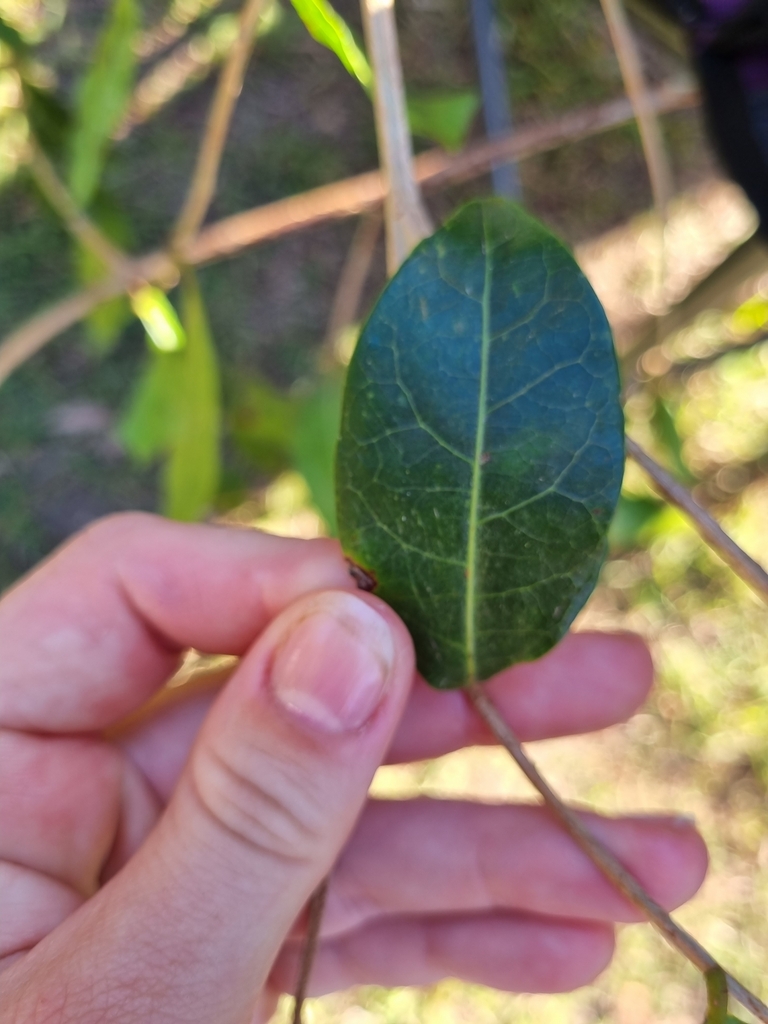 Cheese Tree from Cootharaba QLD 4565, Australia on May 27, 2023 at 03: ...