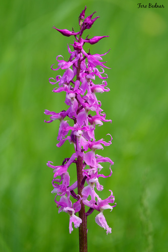 Orchis mascula speciosa