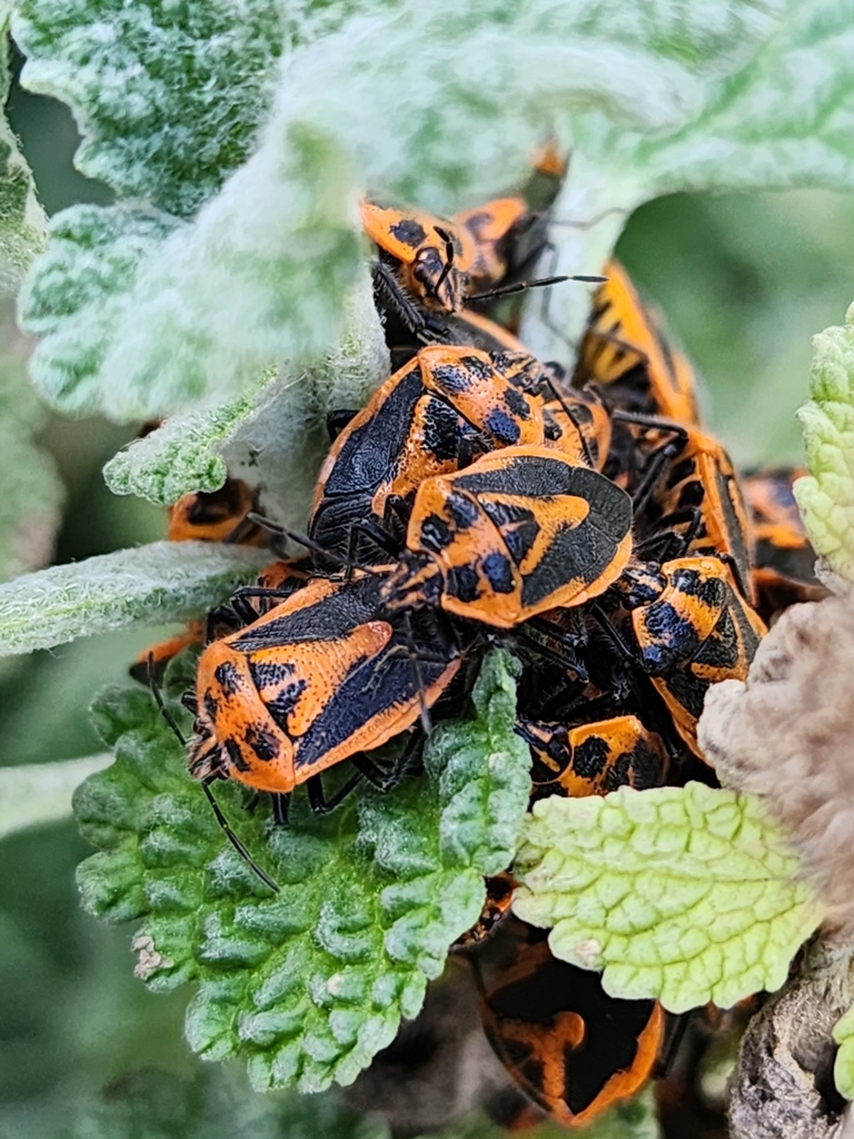 Horehound Bug from Fingal VIC 3939, Australia on May 27, 2023 at 03:39 ...