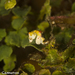 Observation photo