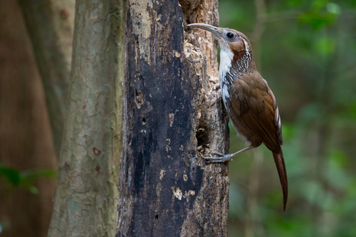 Large Scimitar-Babbler
