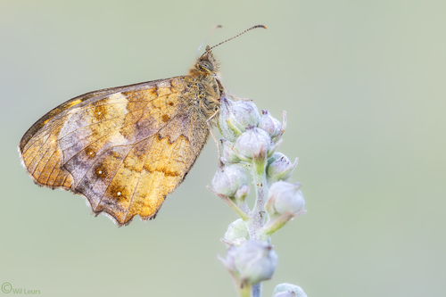 Margasis satyras nuotrauka
