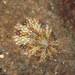 Freckled Limpet - Photo (c) Abhishek Jamalabad, all rights reserved, uploaded by Abhishek Jamalabad