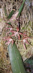 Image of Macradenia brassavolae
