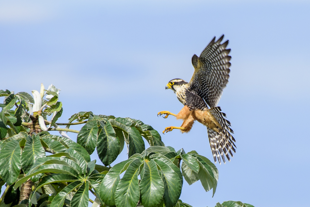 Aplomado Falcon from Miranda - MS, 79380-000, Brasil on April 6, 2023 ...