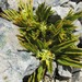 Aciphylla monroi - Photo (c) davetv, all rights reserved, uploaded by davetv