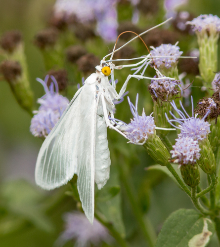 Satin White Palpita