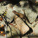 Santa Catalina Spiny Lizard - Photo (c) Erandi, all rights reserved, uploaded by Erandi
