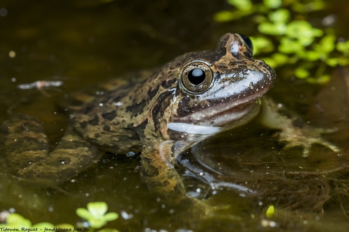 Savoir ce qu'est l'espèce « Tyrrhenian Painted Frog »