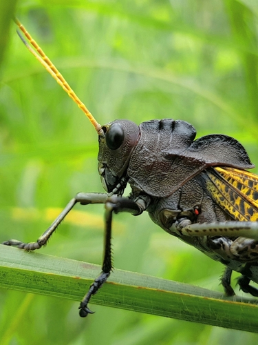 Romalea centurio