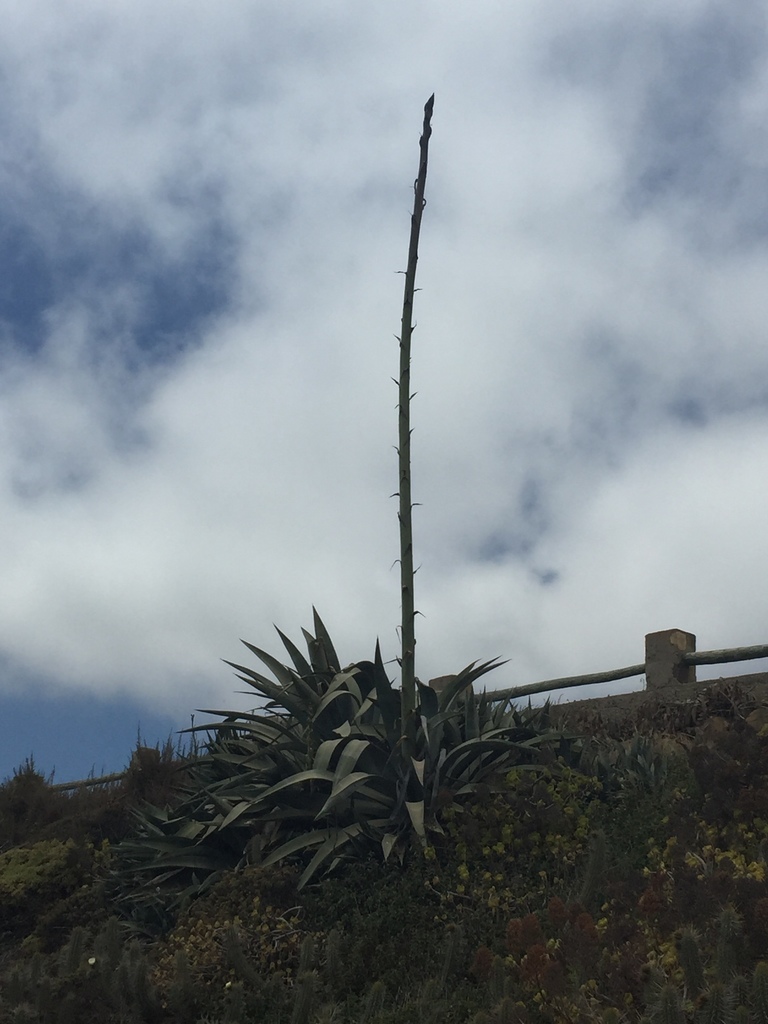Smooth agave