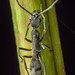 雙刺猛蟻屬 (雙稜針蟻屬) - Photo 由 Nicky Bay 所上傳的 (c) Nicky Bay，保留所有權利