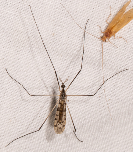 Rhipidia (Rhipidia) bryanti
