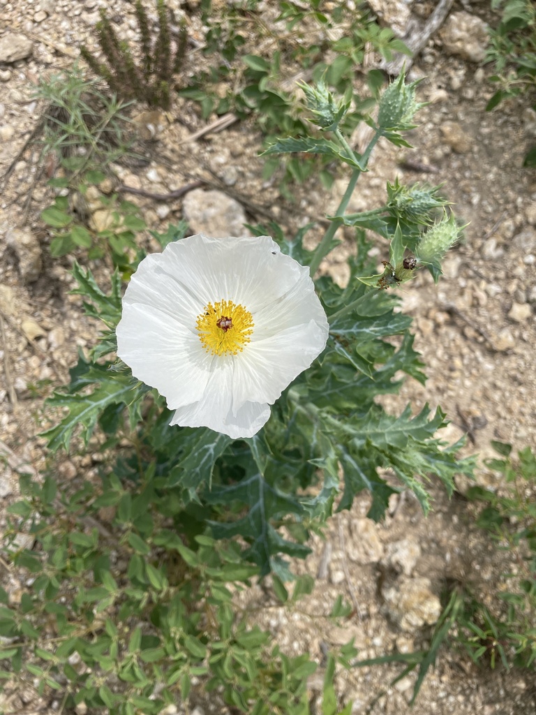 white prickly poppy from Overlook Way, Springtown, TX, US on May 27