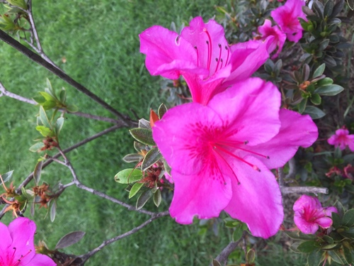 Rhododendron simsii image