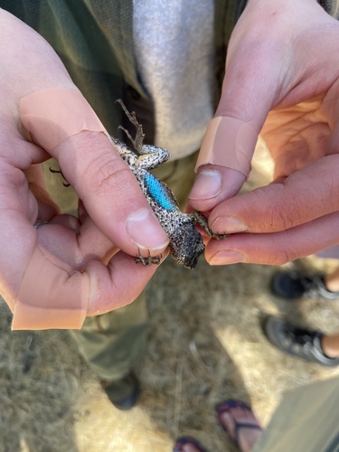iNaturalist observation photo of Western Fence Lizard