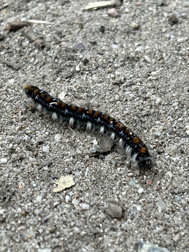 iNaturalist observation photo of Pacific Tent Caterpillar