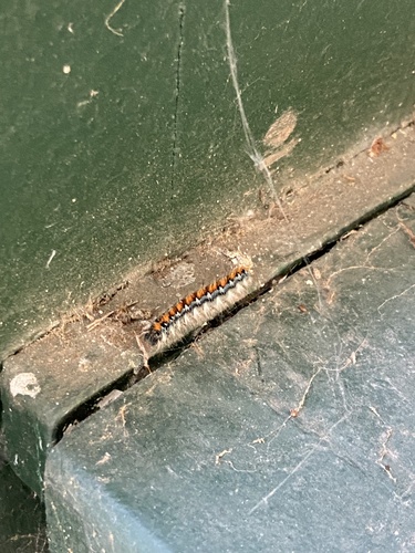 iNaturalist observation photo of Pacific Tent Caterpillar