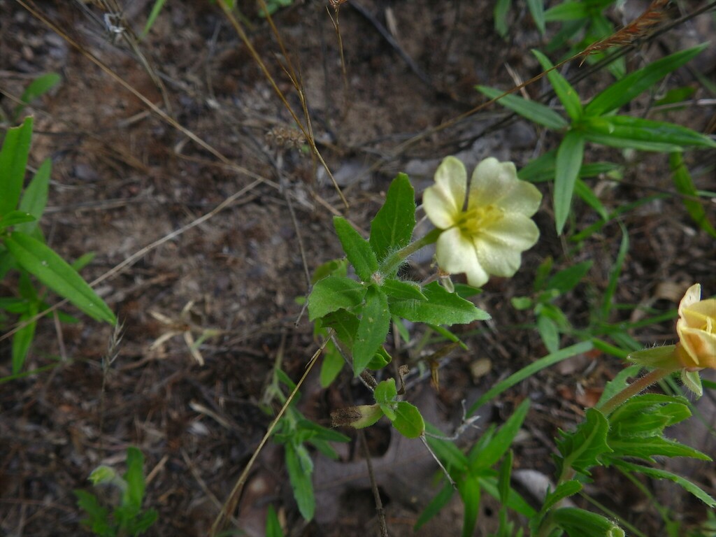 cutleaf evening primrose from Fort Worth, TX, USA on May 27, 2023 at 07