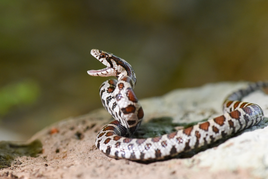 Eastern Milksnake (Lampropeltis triangulum)