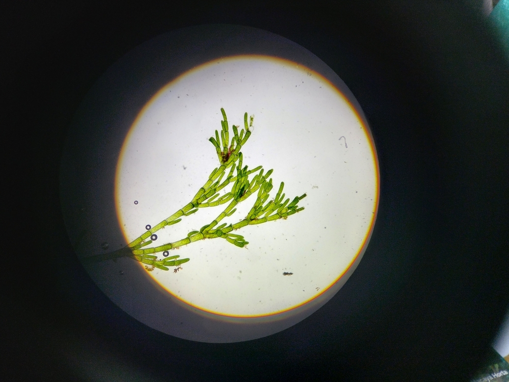 Lychaete herpestica (Lychaete herpestica)