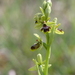 Ophrys × apicula fabrei - Photo (c) Jordi Soliveres, todos los derechos reservados, subido por Jordi Soliveres
