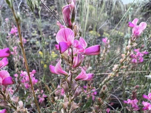 Onobrychis oxyodonta