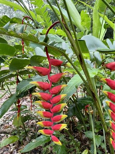 Hanging Lobster Claw Heliconia