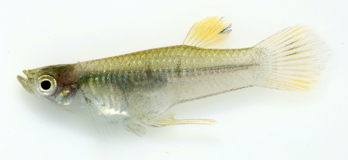 Heterophallus