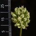 Allium curtum palaestinum - Photo (c) Yehuda Sar Shalom, alla rättigheter förbehållna, uppladdad av Yehuda Sar Shalom