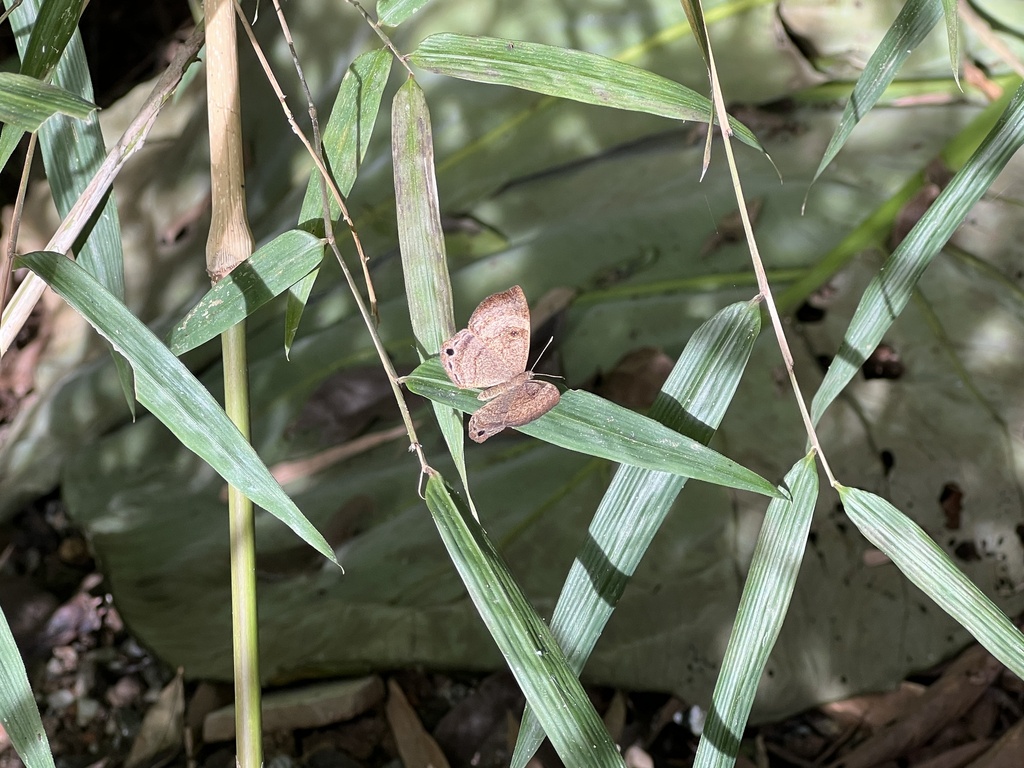 Mesosemia mayi from Aracatuba, Campina Grande Do Sul, PR, BR on May 27 ...