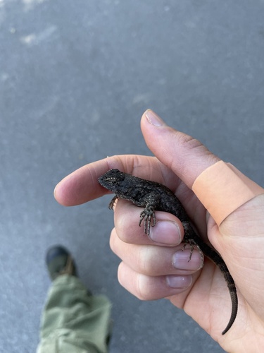 iNaturalist observation photo of Western Fence Lizard