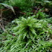 Climacium Mosses - Photo (c) snv2, all rights reserved, uploaded by snv2