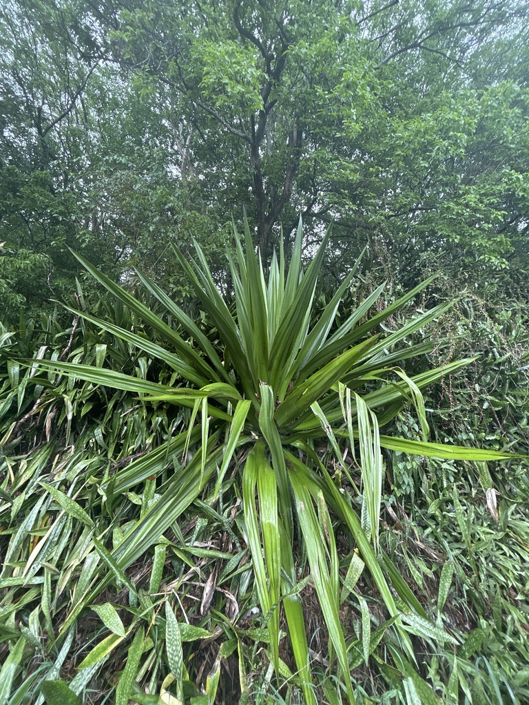 Furcraea tuberosa