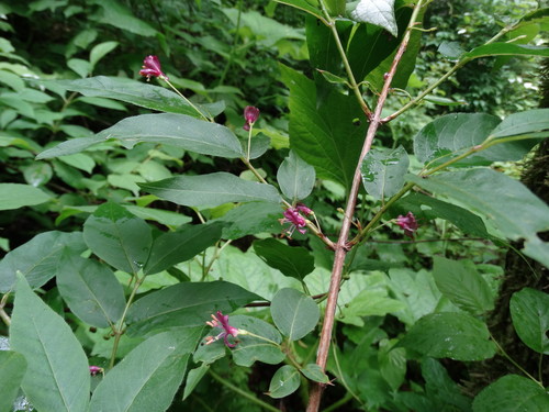 Lonicera maximowiczii