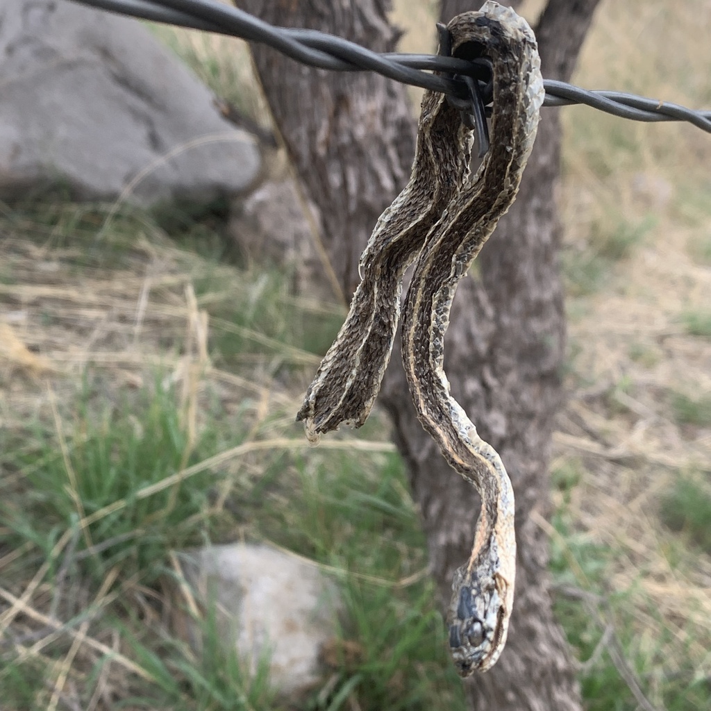 Colubrid Snakes From Carretera Anáhuac-Santa Isabel, Riva Palacio ...