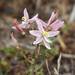 Cyanella lutea rosea - Photo (c) shellhath, todos los derechos reservados, subido por shellhath