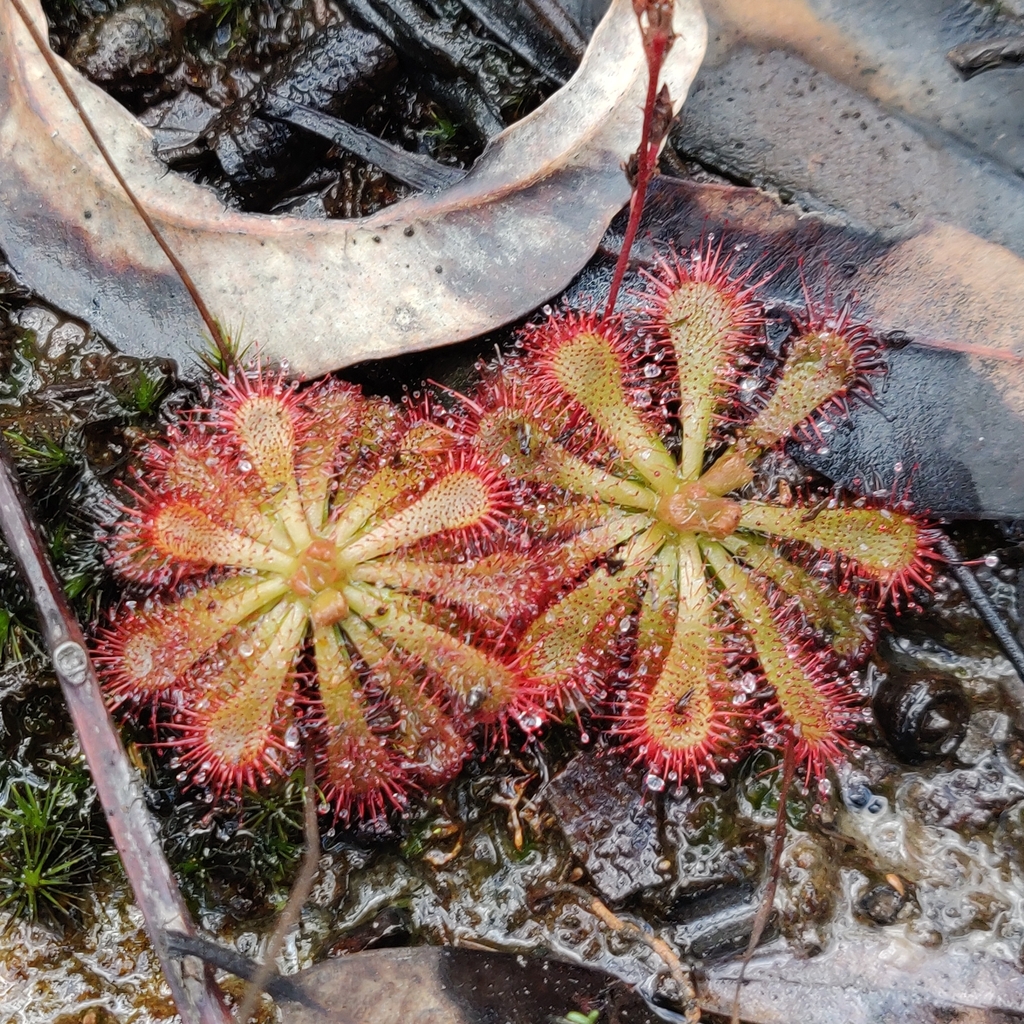 rosy-sundew-from-blue-mountains-nsw-australia-on-may-15-2023-at-01